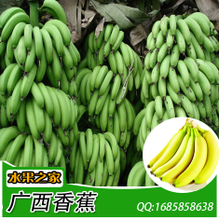 【新鲜香蕉批发】最新最全新鲜香蕉批发 产品参考信息_一淘搜索